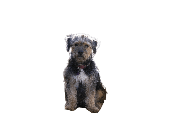 A small Yorkiepoo sitting in front of a white background.