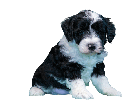 A black and white Bernedoodle puppy sitting on a black background.