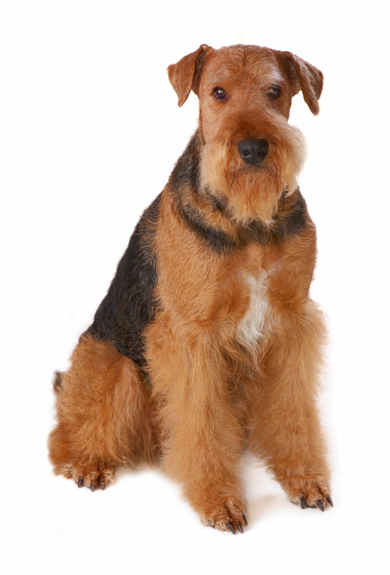 A black and brown Airedoodle sitting on a white background.