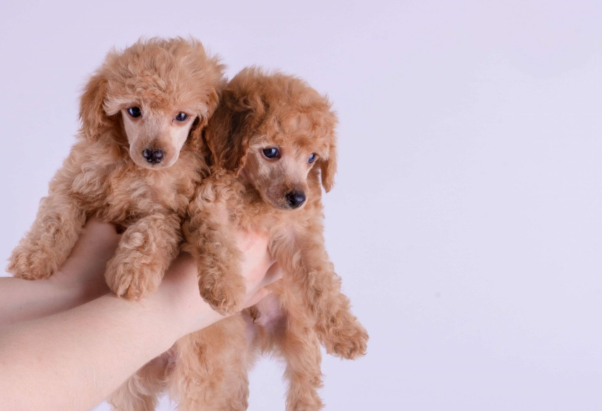 poodle mixed puppies