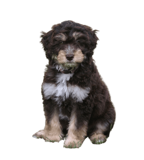 A brown and white Aussiedoodle puppy sitting on a white background.