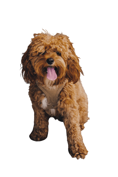 A brown Cavapoo is sitting on a white background.