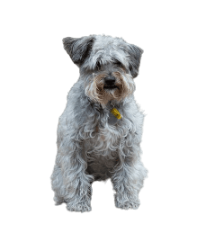 Schnoodle: A small grey schnoodle sitting on a black background.