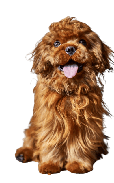 A brown Peekapoo is sitting on a white background.
