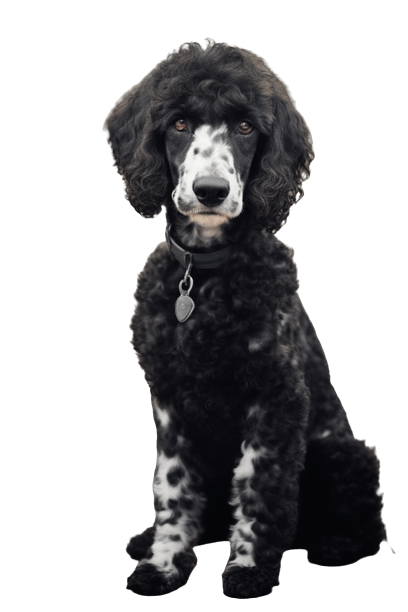 A black and white dalmadoodle sitting on a black background.