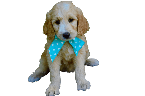 Goldendoodle puppy on a white background