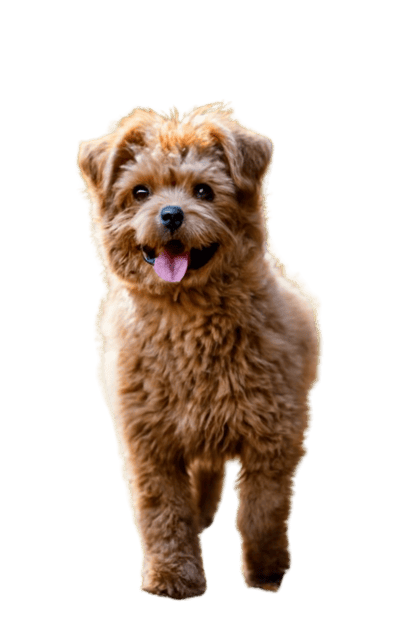 A Pomapoo dog, mix breed of Pomeranian and the Poodle