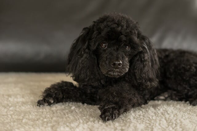black-doodle