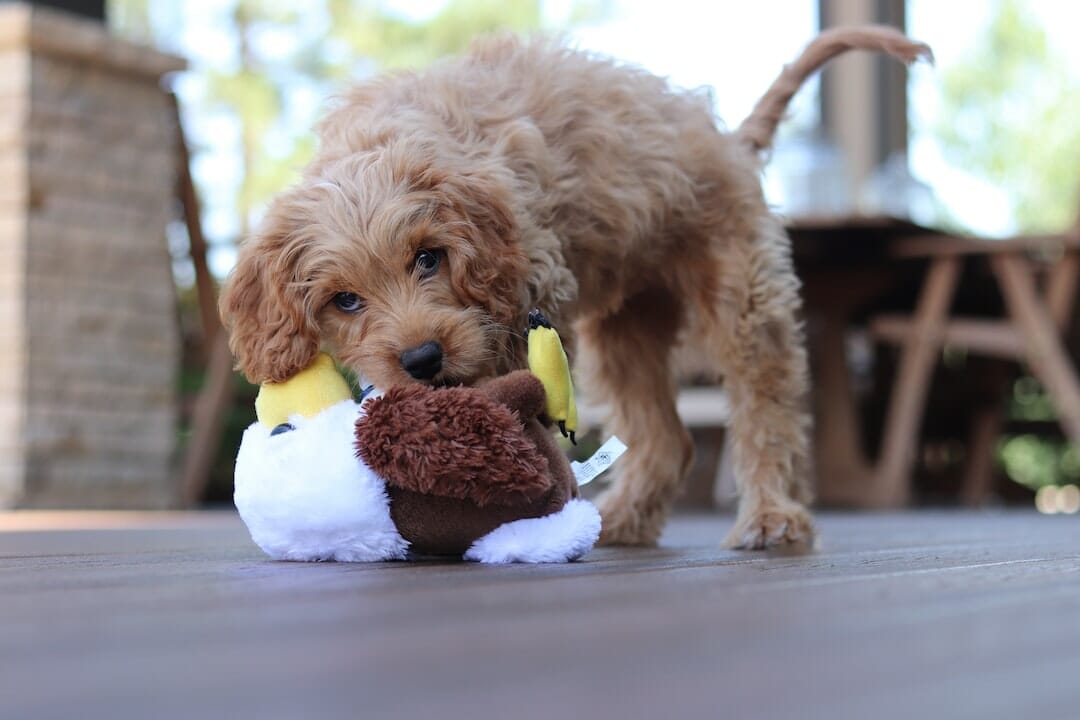 Cavapoos