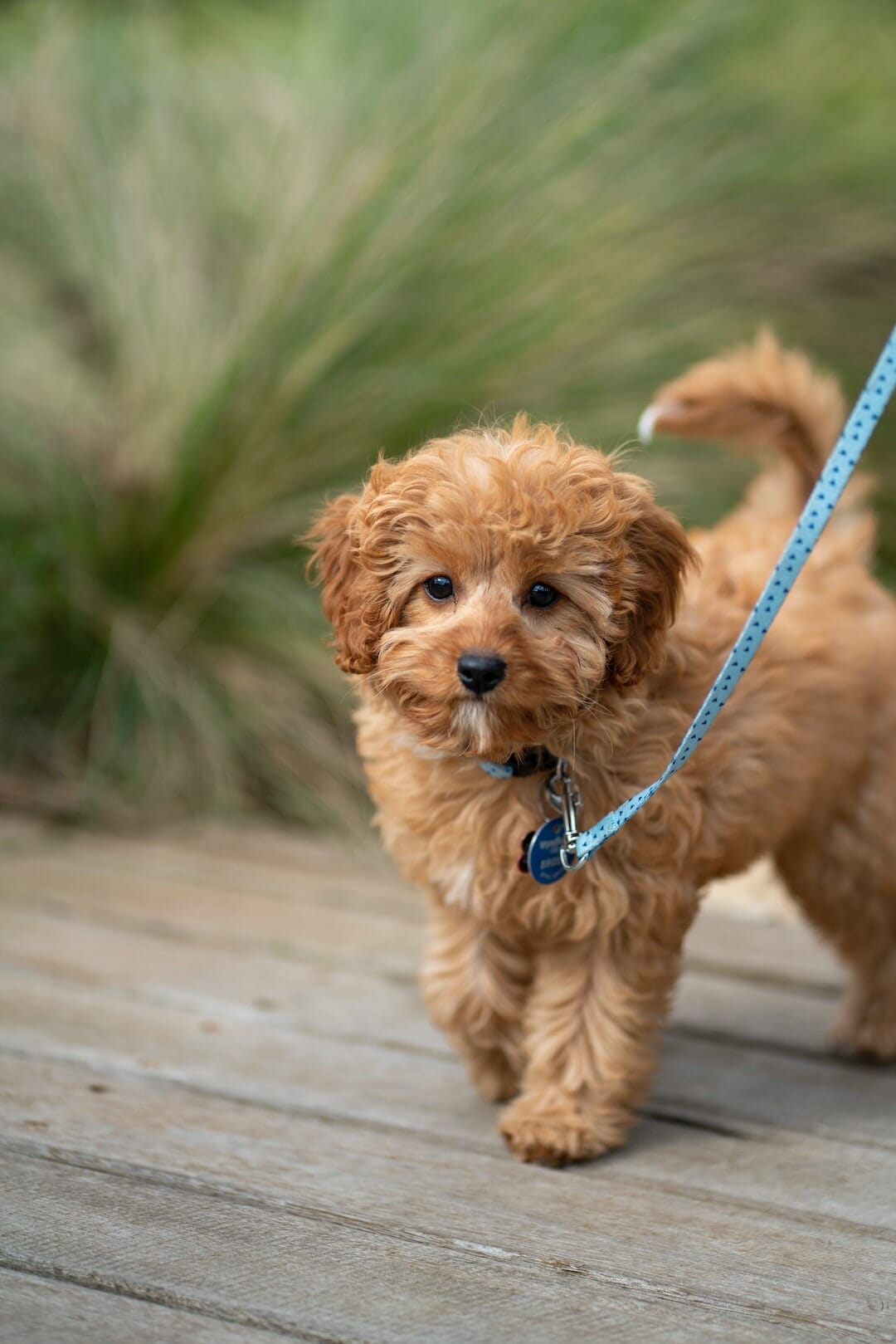 Cavoodle