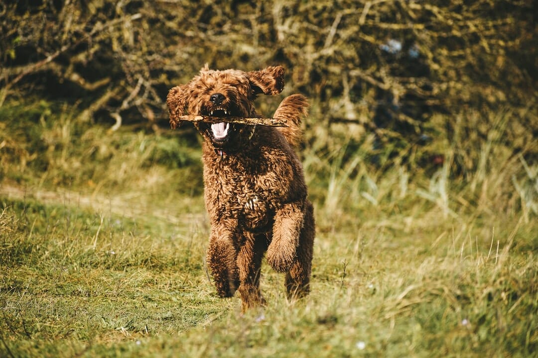 Irish-Doodle-2