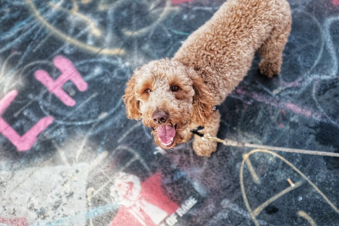 Labradoodles