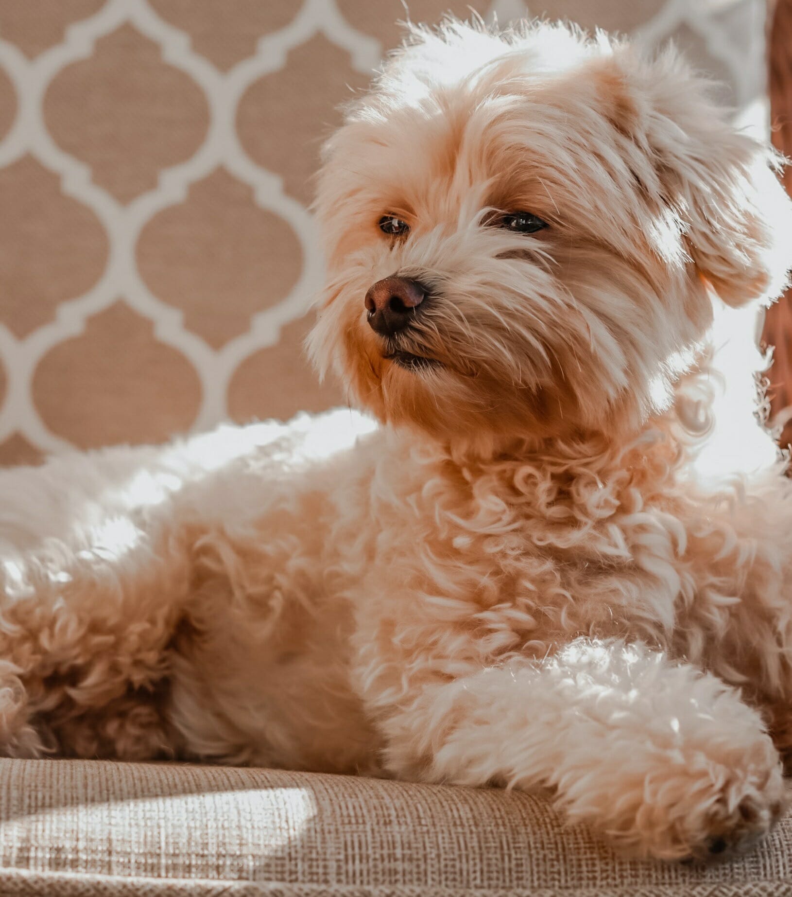 Maltipoo