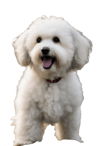 A white dog standing on a black background.