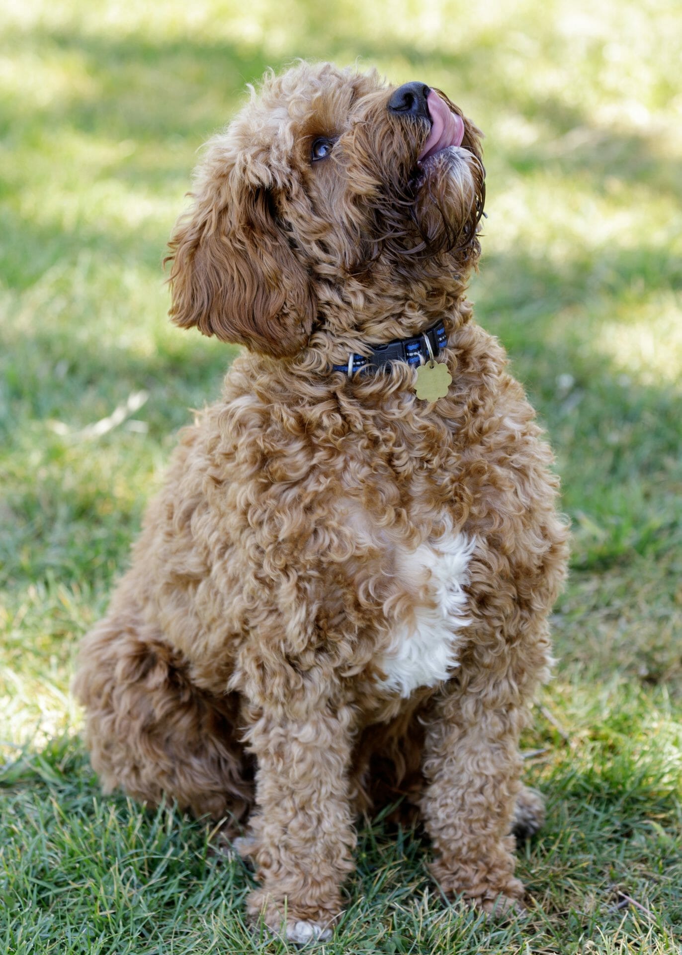 cavapoo image cavapoo