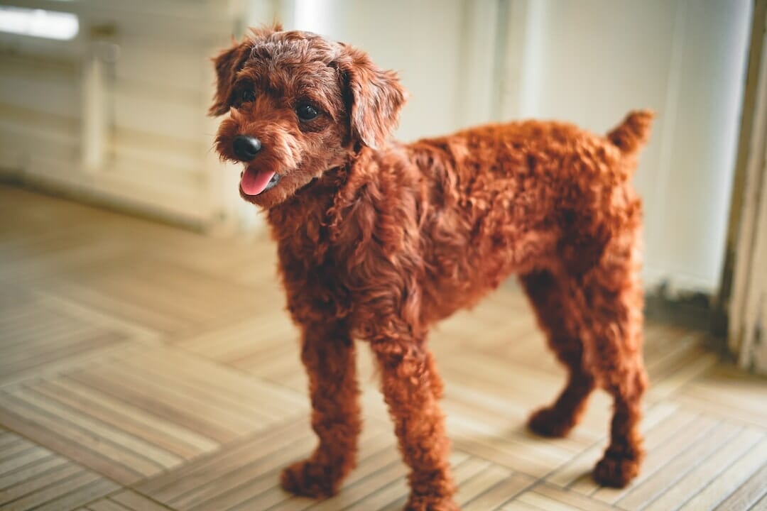 brown Airedale terrier poodle mix standing on a wooden floor