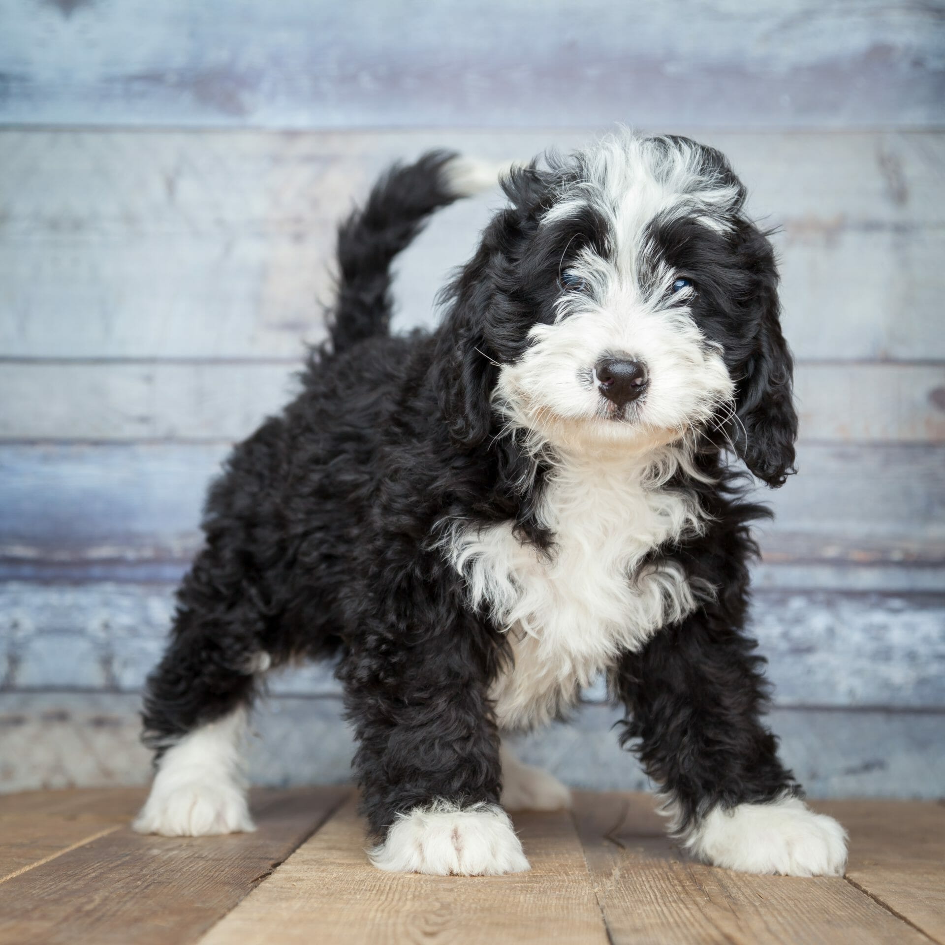 Black and white Bernedoodle puppy standing on a wooden floor