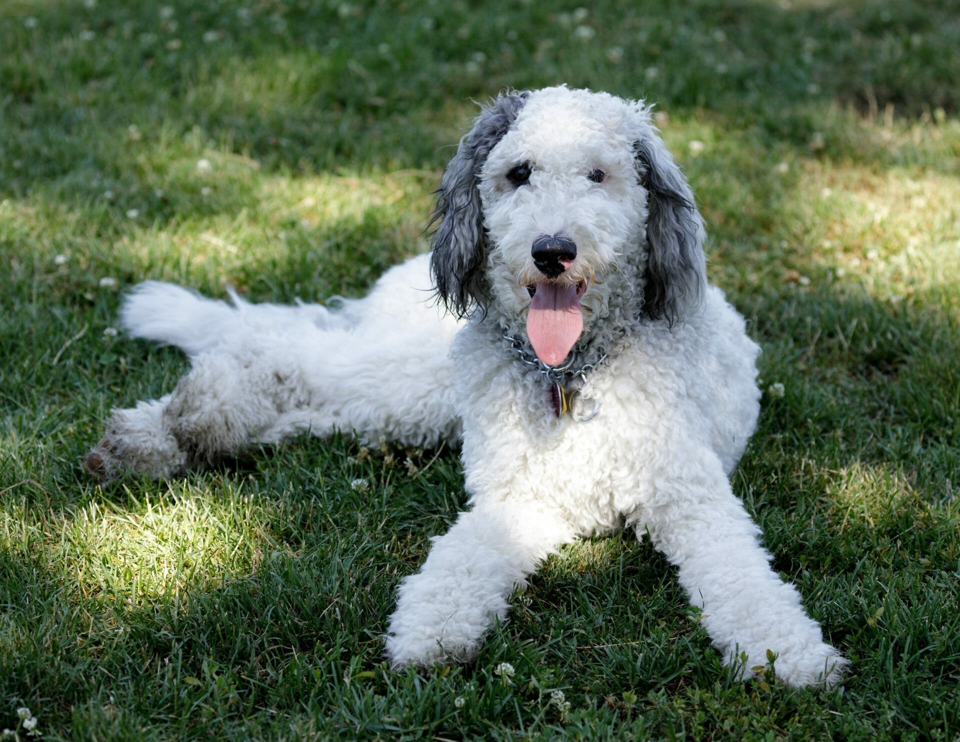 White Bernedoodle dog sitting on the grass