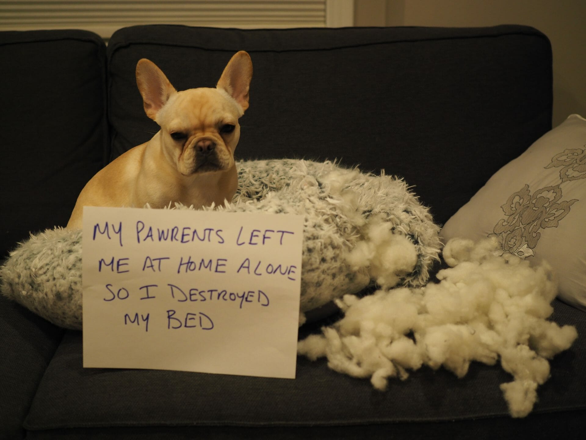 dog-bed dog with a sign "my parents left me at home alone so I destroyed my bed"