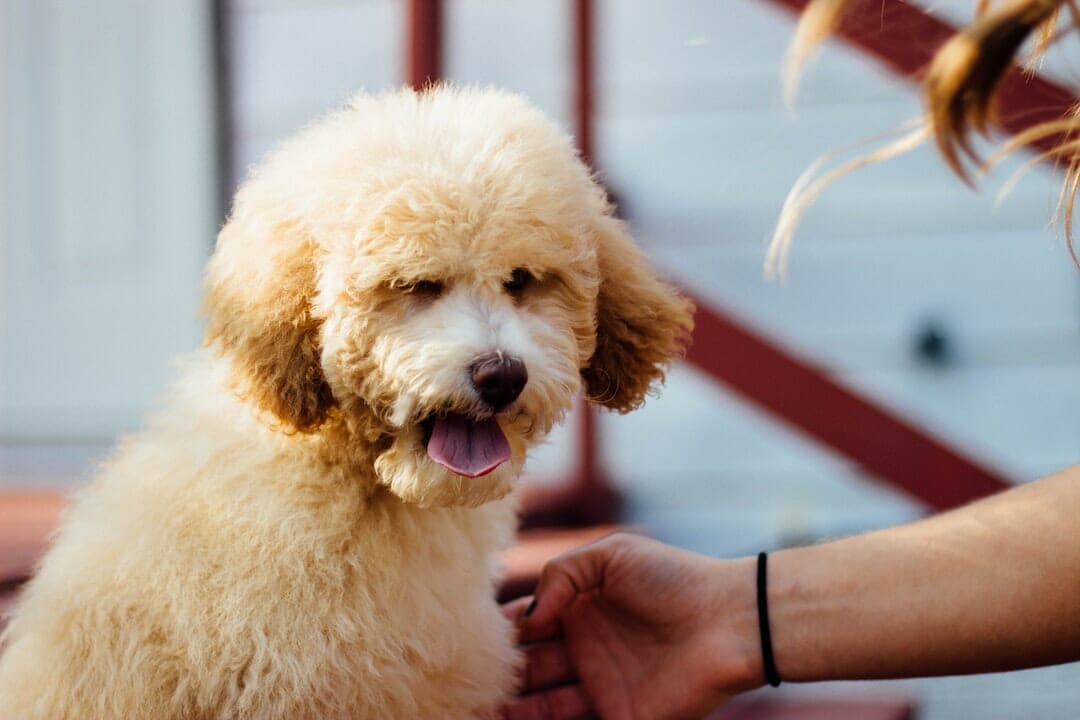 poodle-dog poodle dog looks anxious with a woman's hand petting it