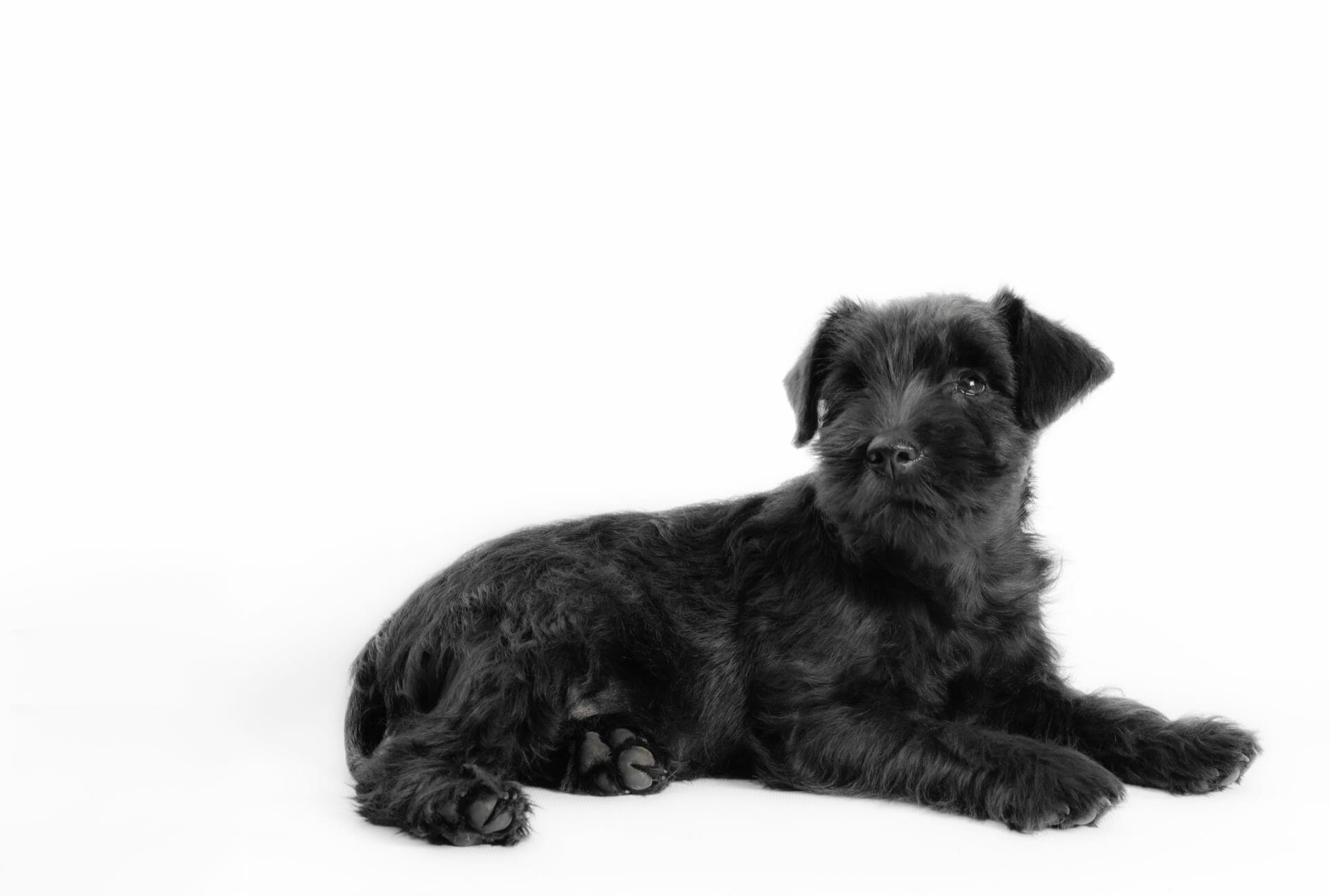 black_long_coat_small_dog poodle mixed breed dog