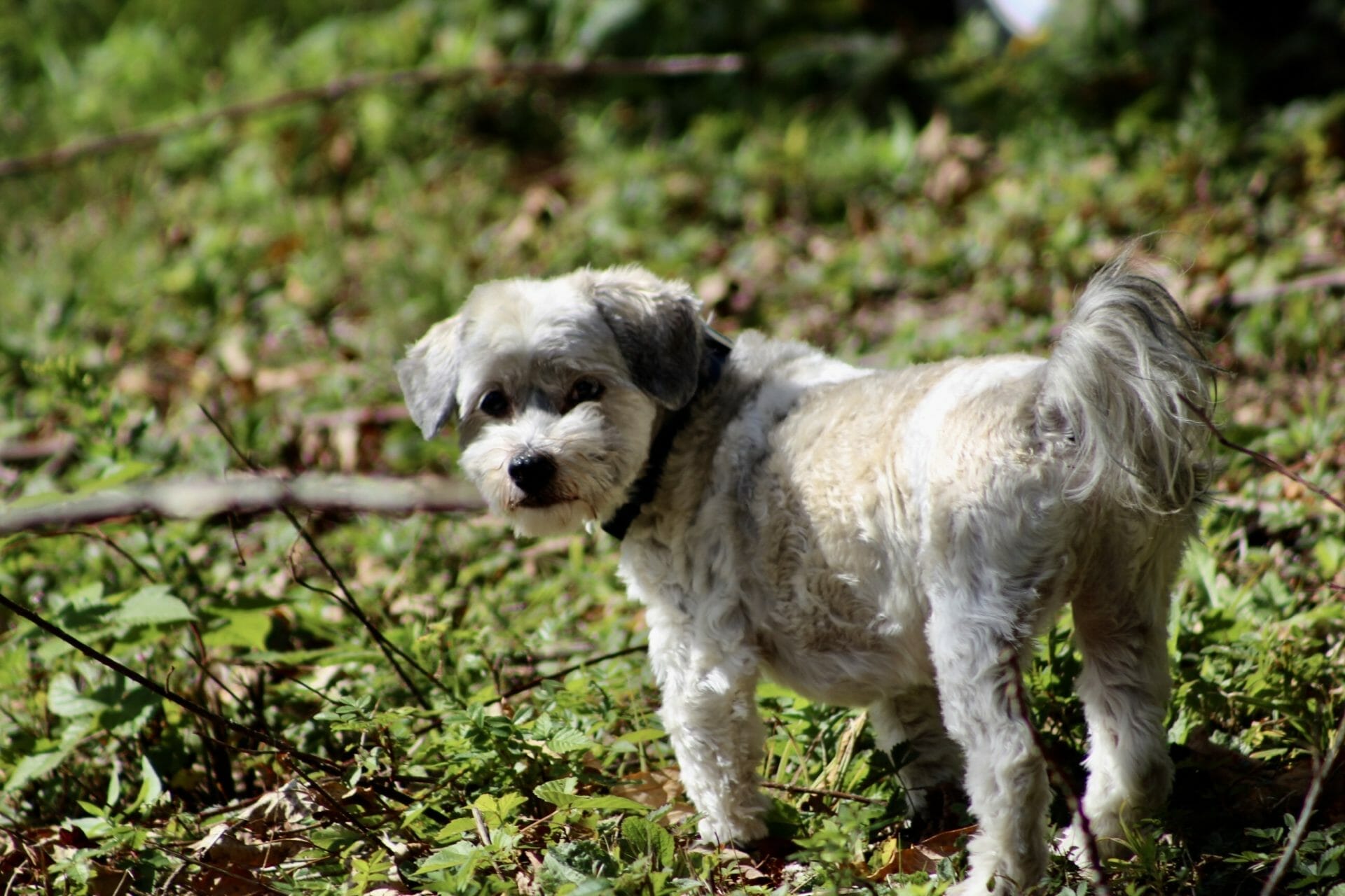 long_coated_gray_dog- poodle mixed breed photo