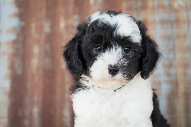 sheepadoodle-pup Sheepadoodle black and white pup