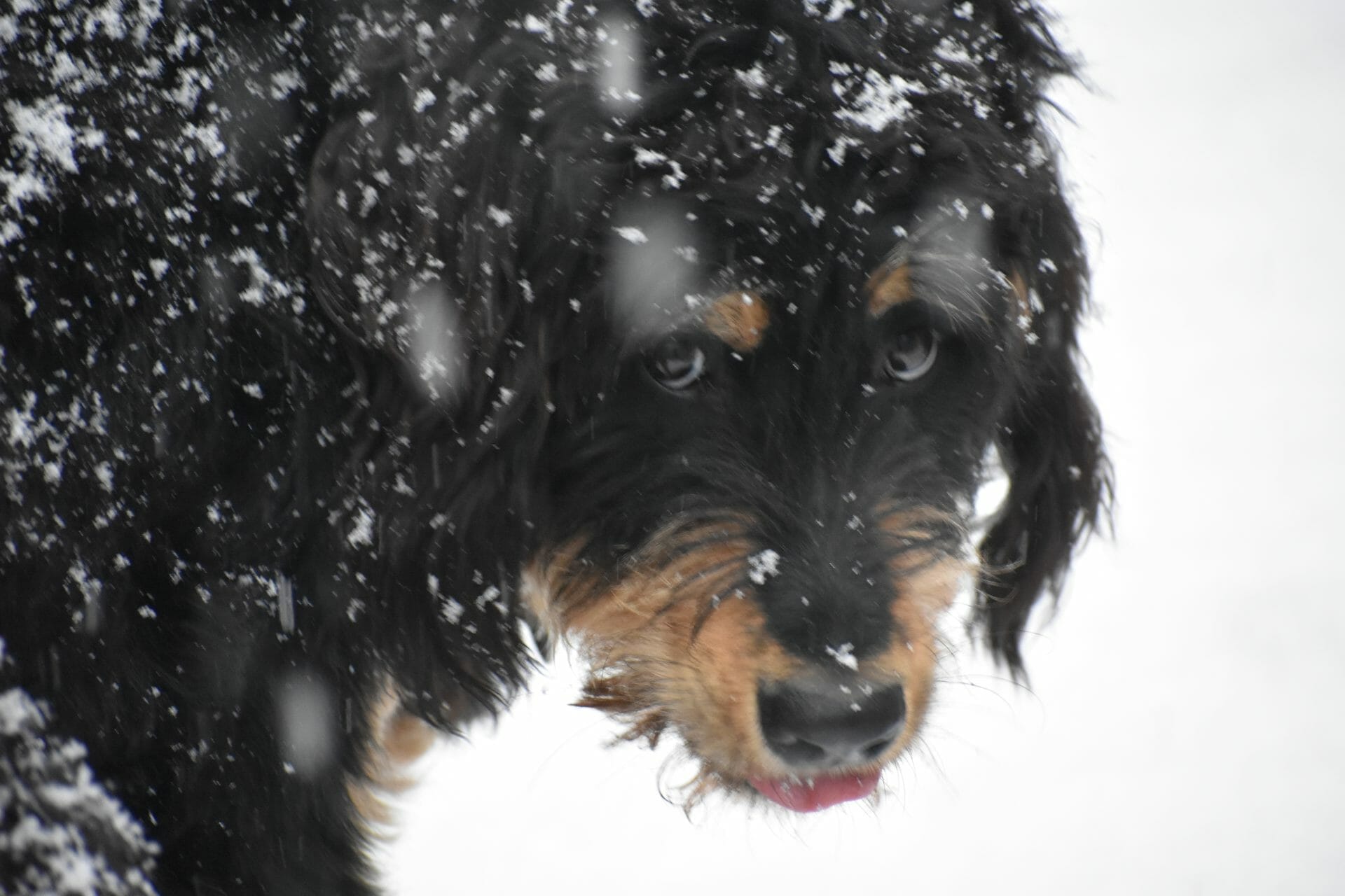 sheepadoodle-snow Sheepadoodle dog in the snow
