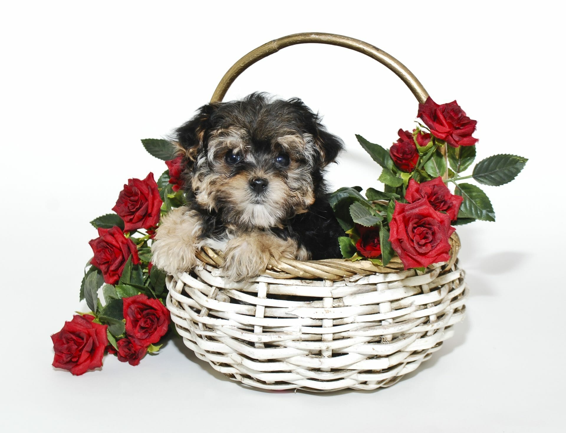 Yorkiepoo puppy in a basket with red flowers