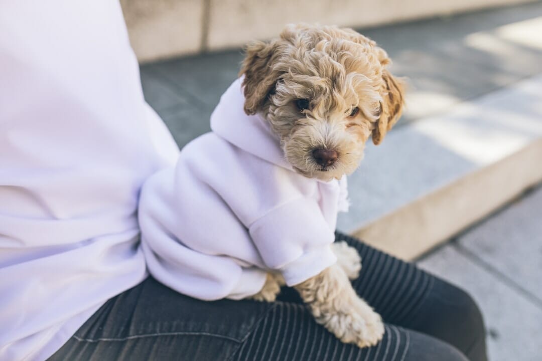 cockapoo