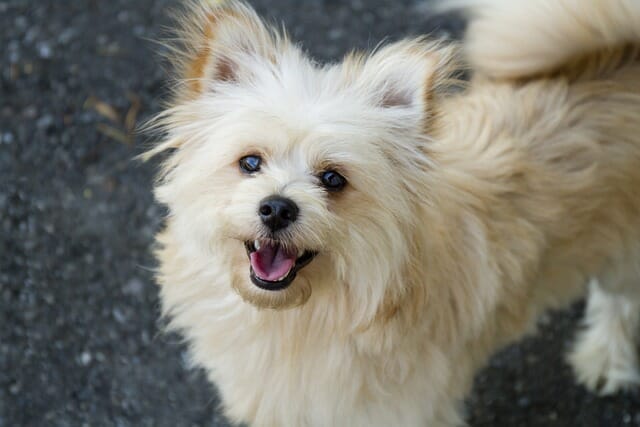 Pomapoo puppy looking at the camera