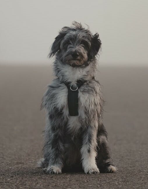 Aussiedoodle-dog-standing-outside