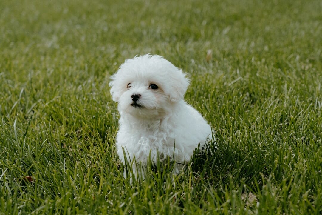 A white Maltipoo standing on a green grass