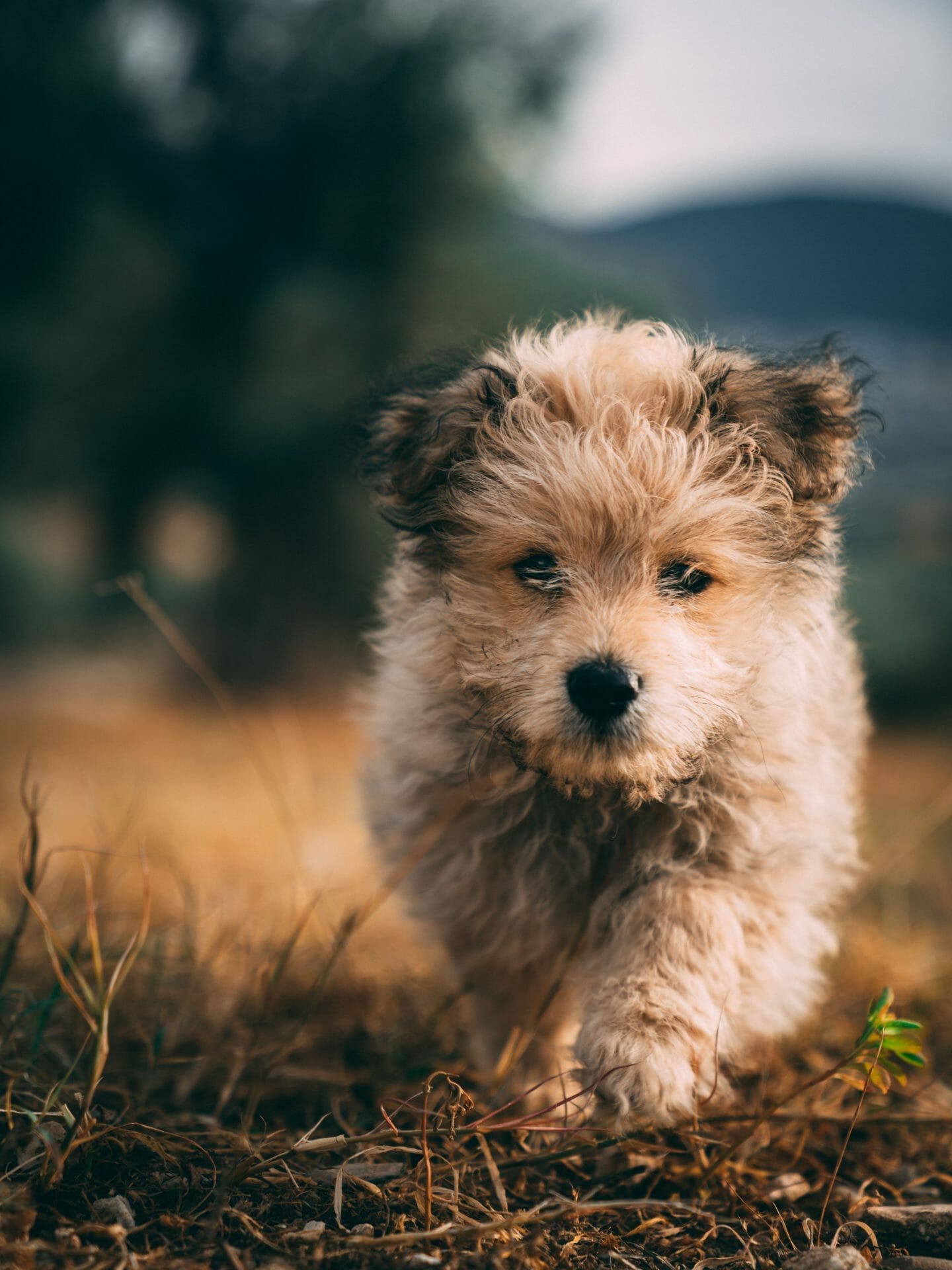 Yorkiepoo running outdoors