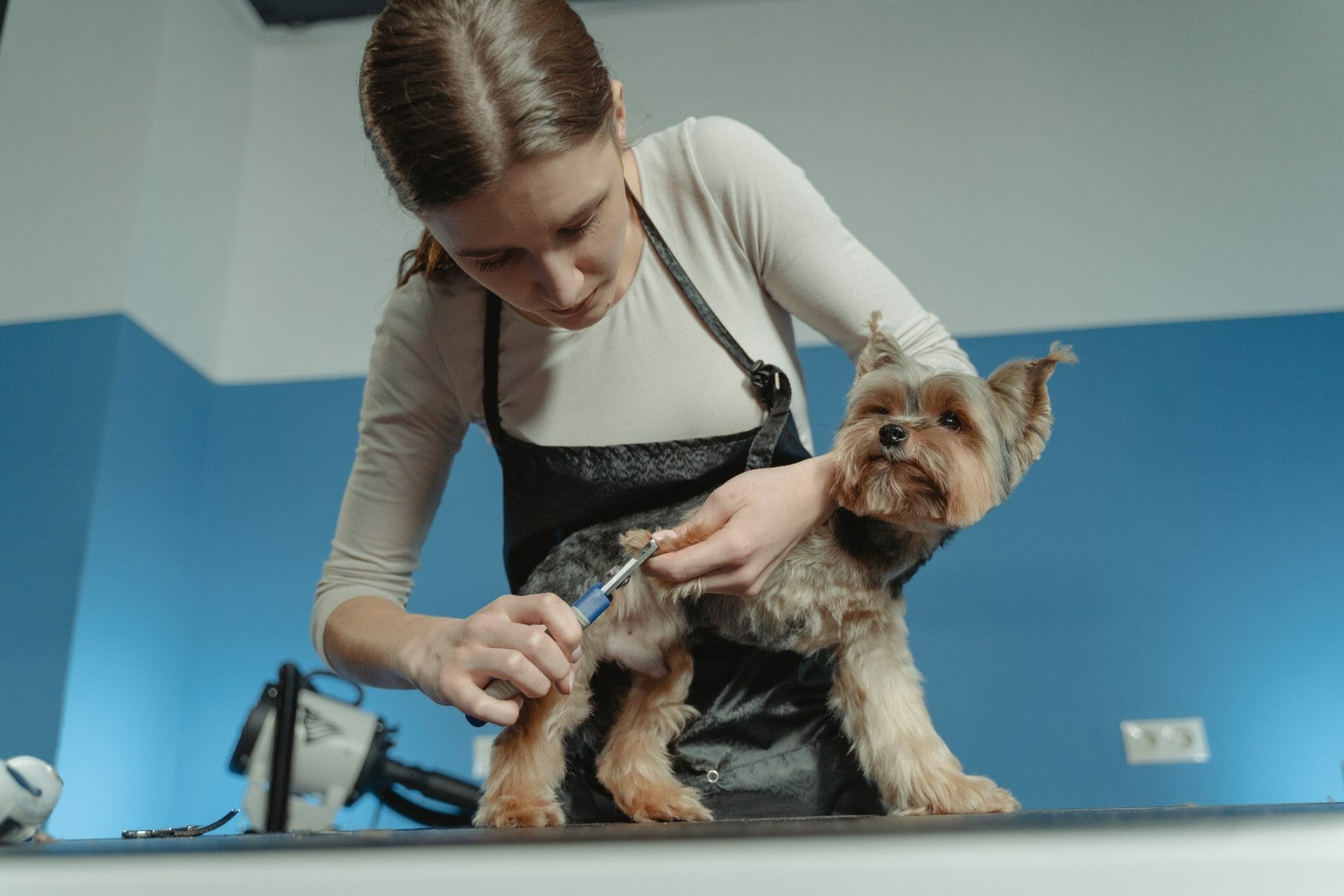 A woman cutting a dog's hair in a salon.