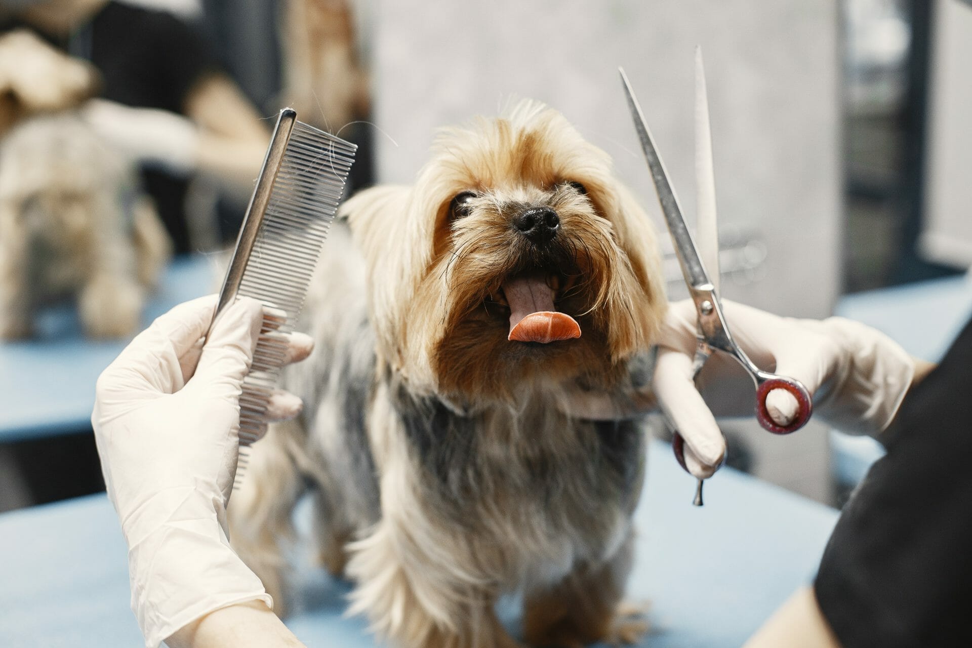 A yorkshire terrier being groomed by a groomer.