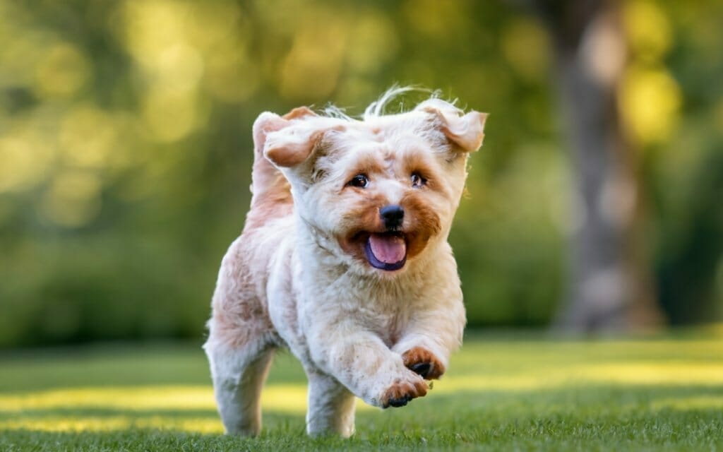 A small white dog running in the grass.