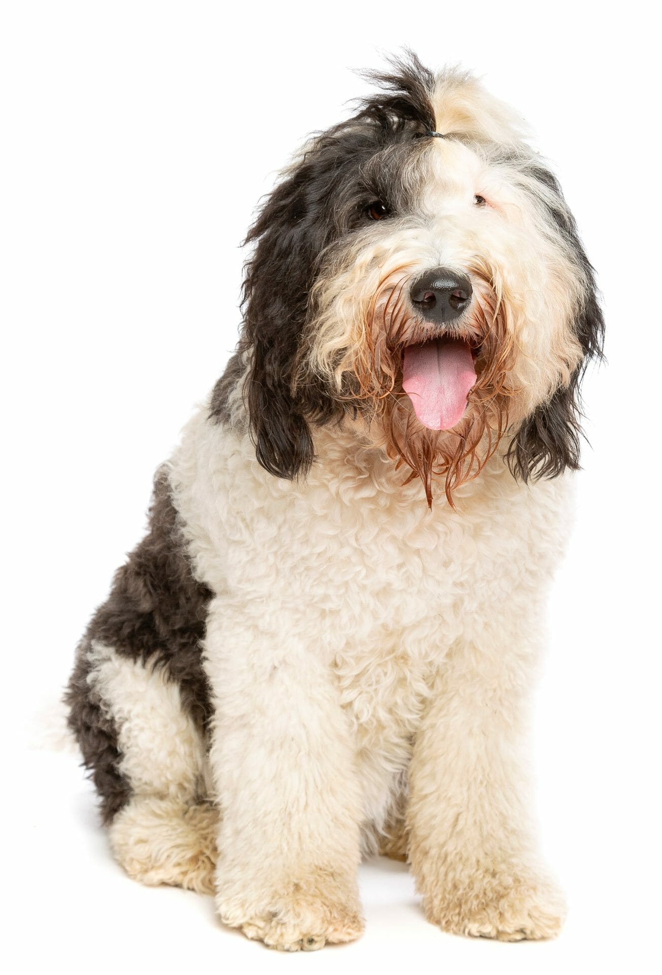 Sheepadoodle dog