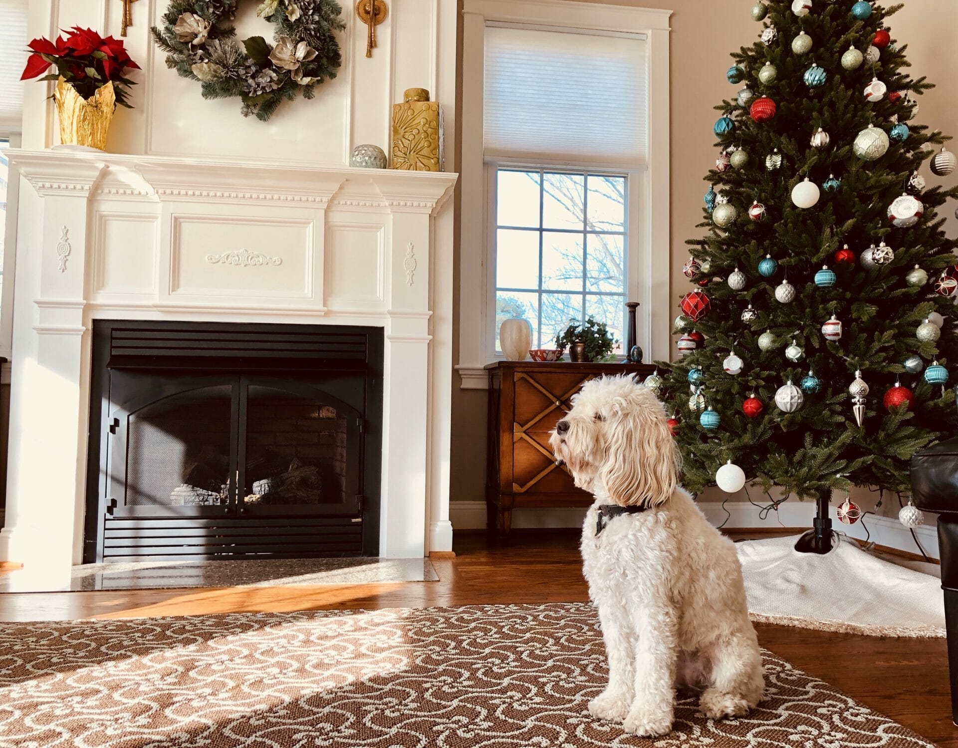 A dog sits in front of a christmas tree in a living room.