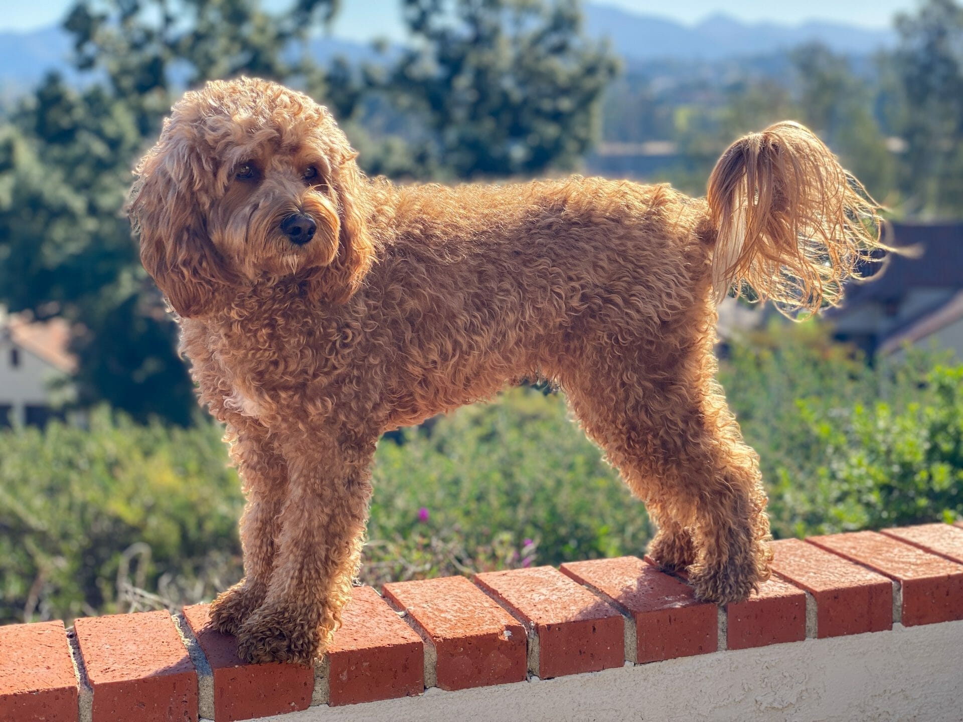 A brown poodle standing on a brick wall.