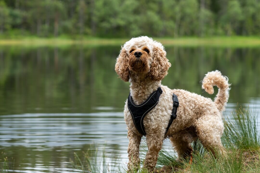 A brown poodle standing near a body of water.