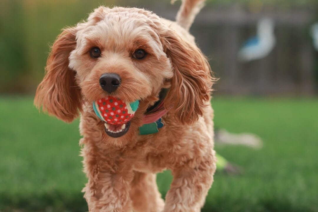 A brown dog with a polka dot toy in its mouth.