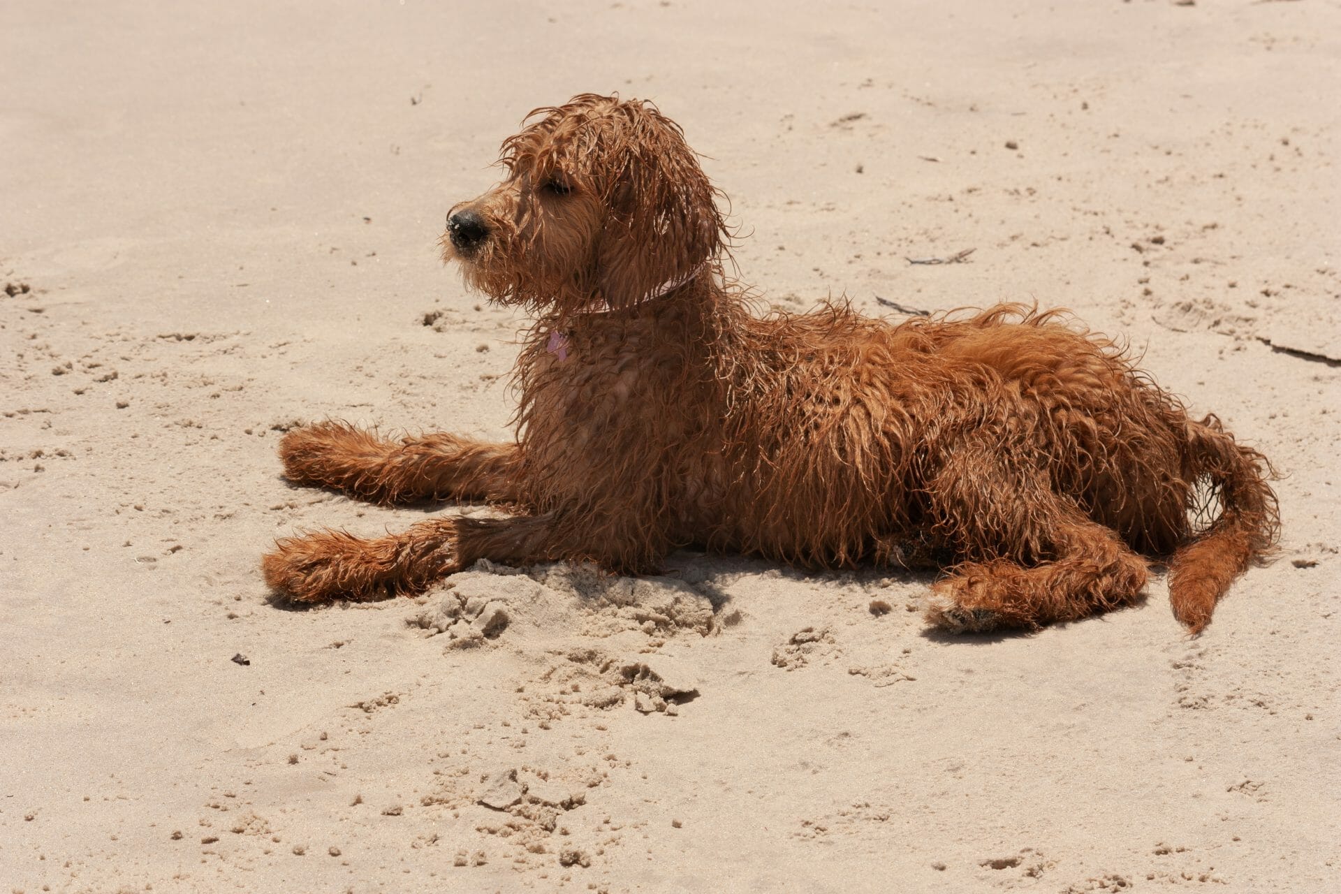 A brown dog laying on the sand.