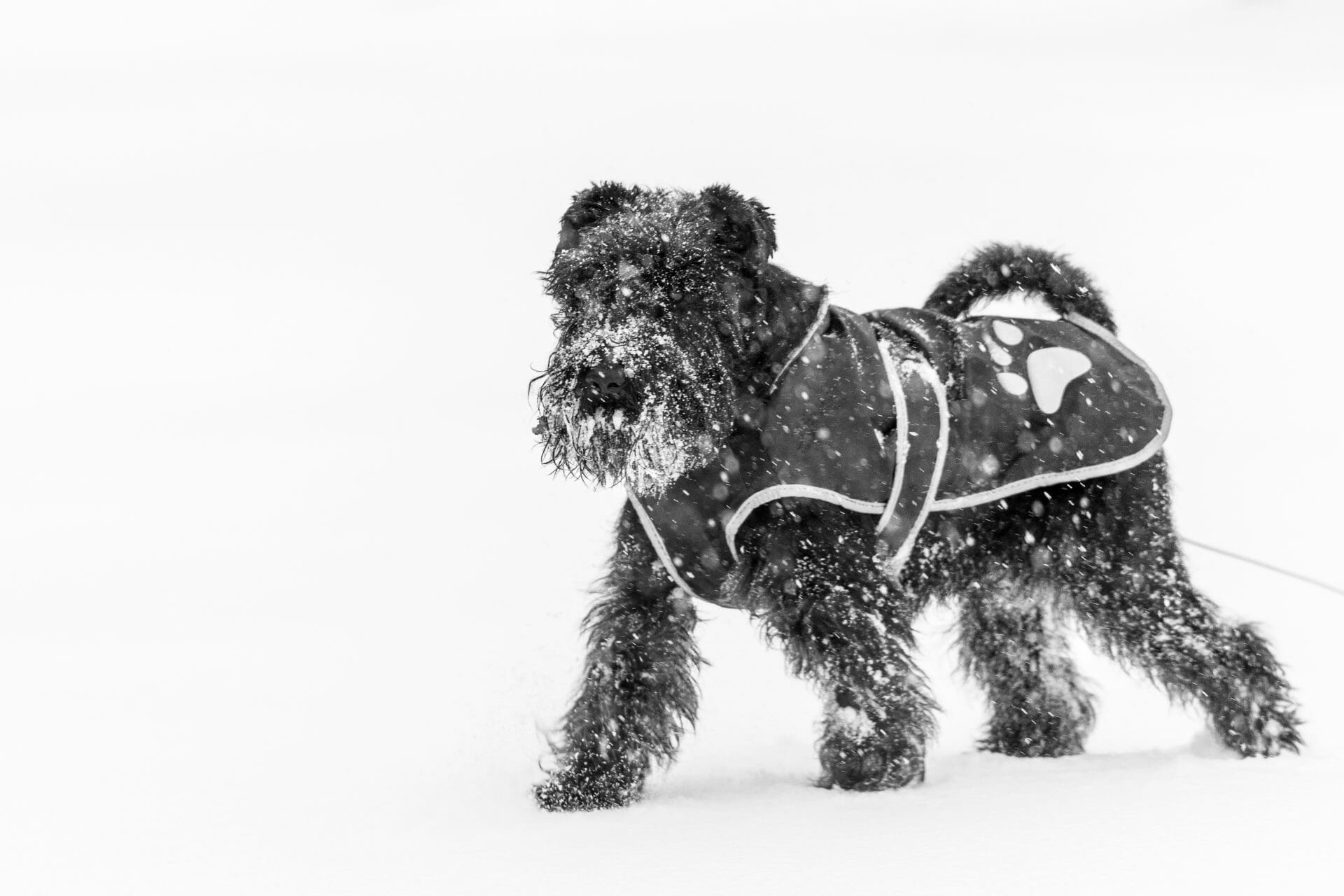 A black and white photo of a dog in the snow.