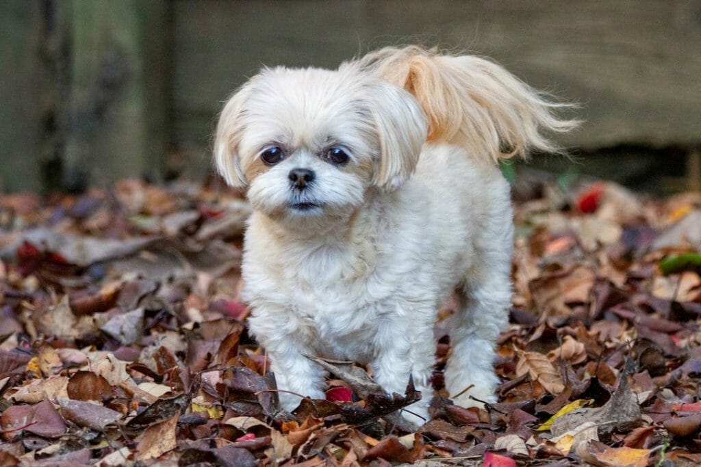 A small white Shih-Poo standing in a pile of leaves.