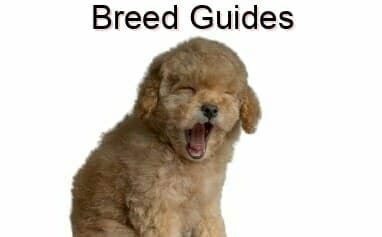 A dog is yawning with the words breed guides.