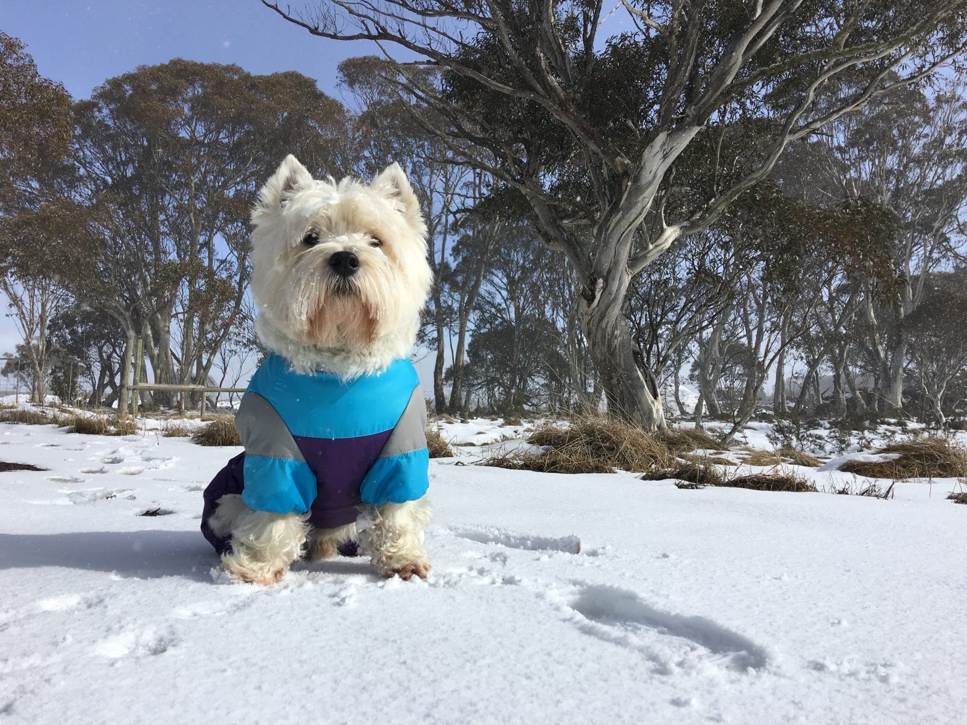 A white dog standing in the snow wearing a blue and purple shirt.